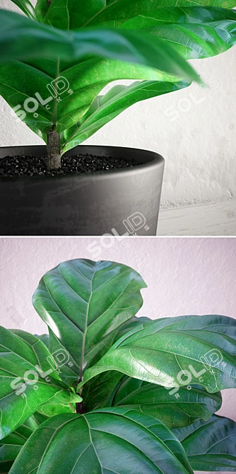 Ficus Lyrata Mini - High-Quality Interior Plant 3D model image 2