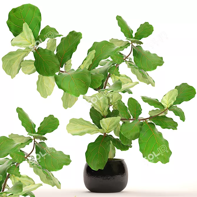 Lyrical Ficus: Stunning Indoor Beauty 3D model image 1