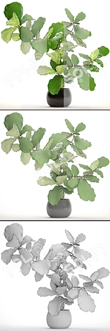 Lyrical Ficus: Stunning Indoor Beauty 3D model image 3