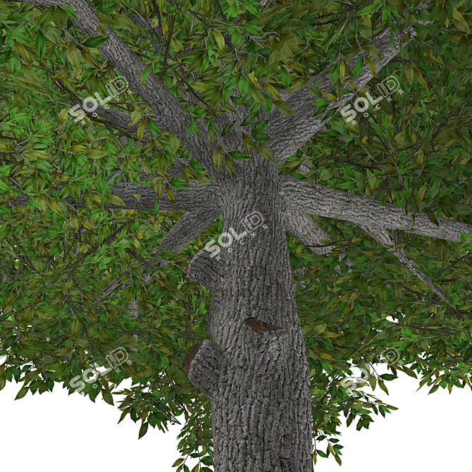 Realistic Textured Tree Model 3D model image 2