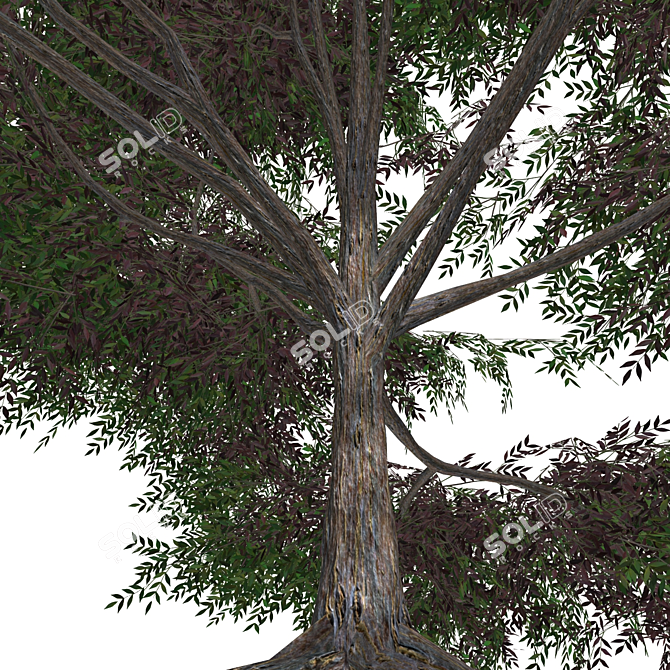 Realistic 3D Tree Model 3D model image 2