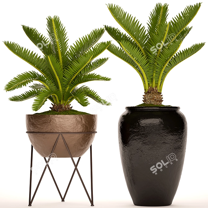 Spectacular Cycas Collection: 54 Potted Beauties 3D model image 1