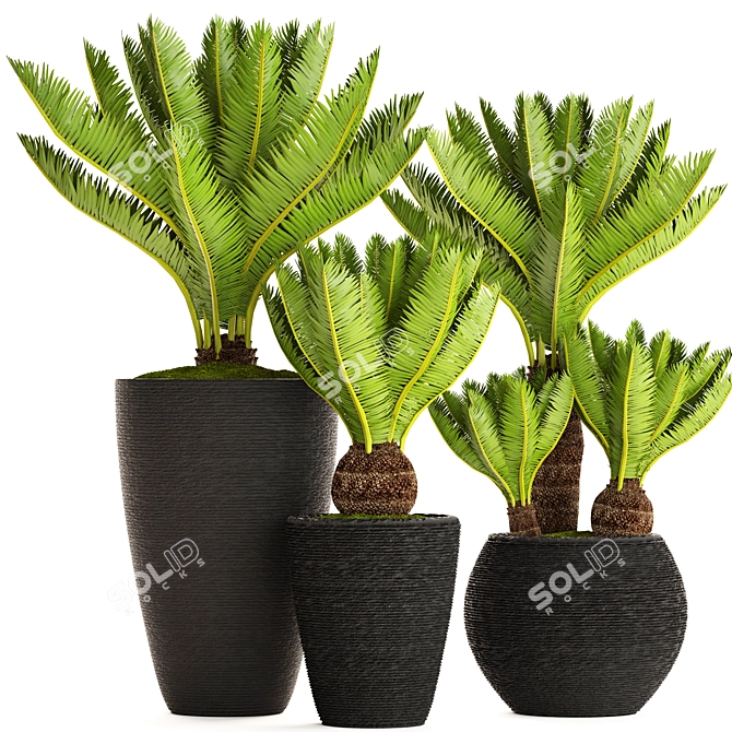 Potted Cycas Collection 3D model image 1