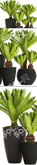 Potted Cycas Collection 3D model image 2