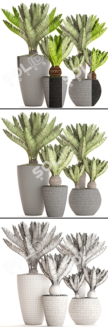 Potted Cycas Collection 3D model image 3