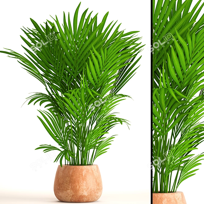 Elegant Kentia Palm: Howea Forsteriana 3D model image 1