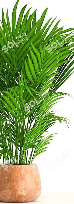 Elegant Kentia Palm: Howea Forsteriana 3D model image 2