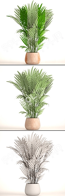 Elegant Kentia Palm: Howea Forsteriana 3D model image 3