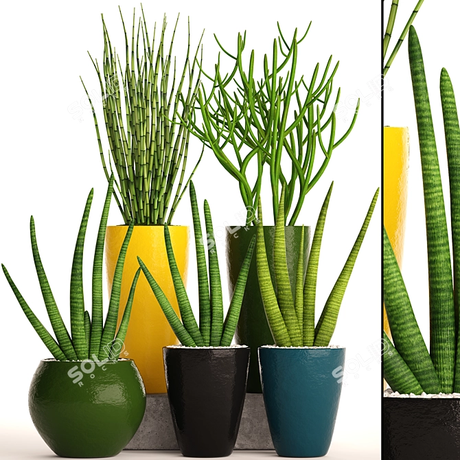 58 Piece Sansevieria Collection in Pots 3D model image 1