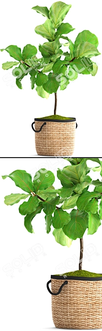 Lyrical Ficus: Elegant Greenery 3D model image 2