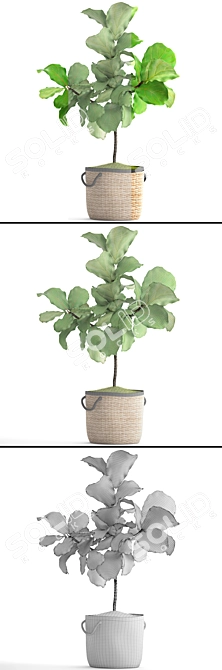 Lyrical Ficus: Elegant Greenery 3D model image 3