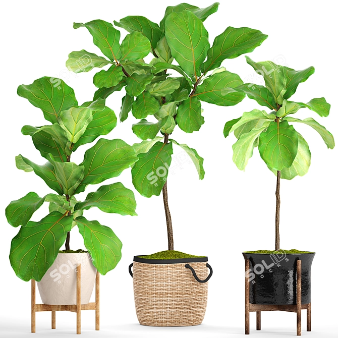 Lush Potted Ficus Lyrata 3D model image 1