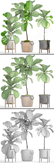 Lush Potted Ficus Lyrata 3D model image 3