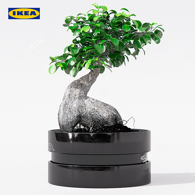 IKEA Ficus Ginseng - 40cm Height - 22cm Pot 3D model image 1