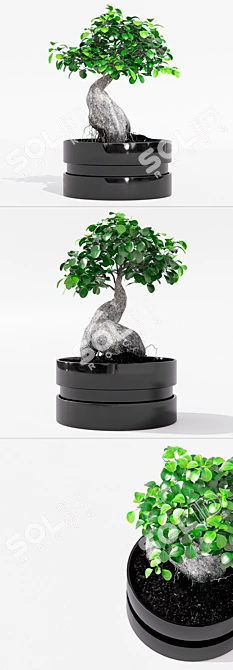 IKEA Ficus Ginseng - 40cm Height - 22cm Pot 3D model image 2