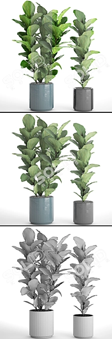 Lush Ficus Lyrata Collection: 61 Potted Plants 3D model image 3