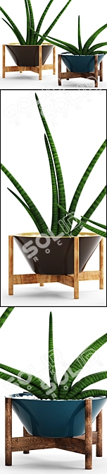  Green Oasis: 64 Sansevieria Collection 3D model image 2