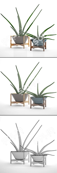  Green Oasis: 64 Sansevieria Collection 3D model image 3