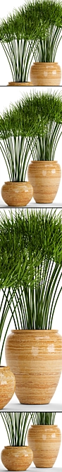 Indoor Collection: 66 Potted Cyperus Alternifolius 3D model image 2