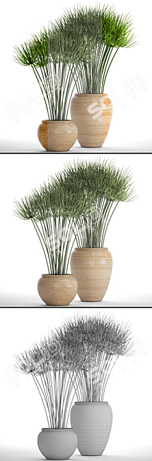 Indoor Collection: 66 Potted Cyperus Alternifolius 3D model image 3