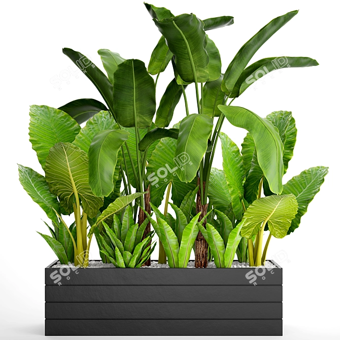 Tropical Plant Collection: Banana Palm, Alocasia, Asplenium 3D model image 1