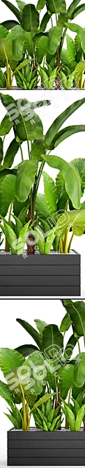 Tropical Plant Collection: Banana Palm, Alocasia, Asplenium 3D model image 2