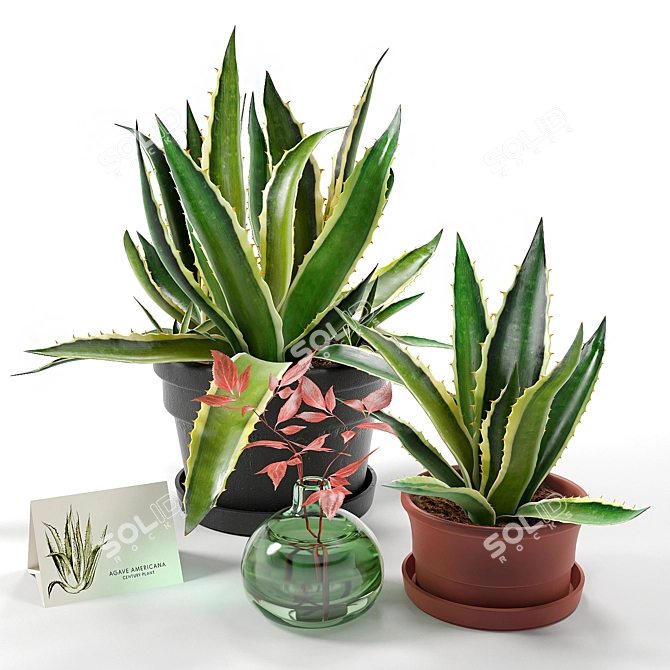  Agave Deluxe Home Decor Set 3D model image 1