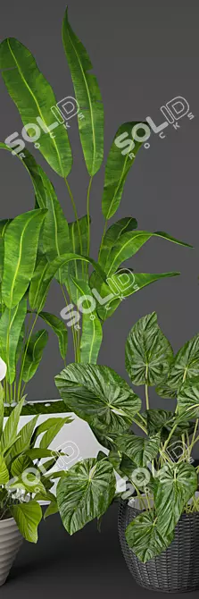 Modern Indoor Plant Collection 3D model image 2