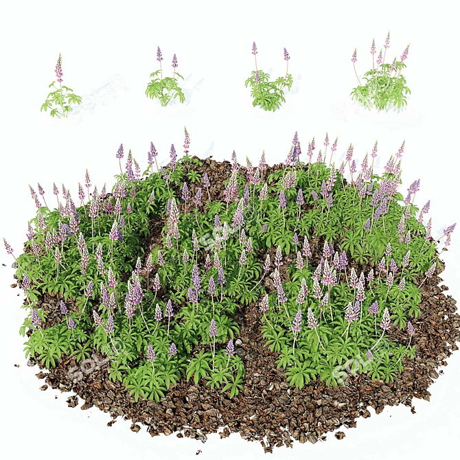 Beautiful Lupinus Perennial Flowers 3D model image 1