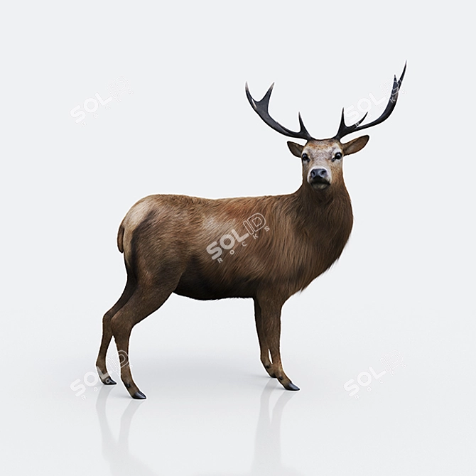 Wild Forest Deer Sculpture 3D model image 1