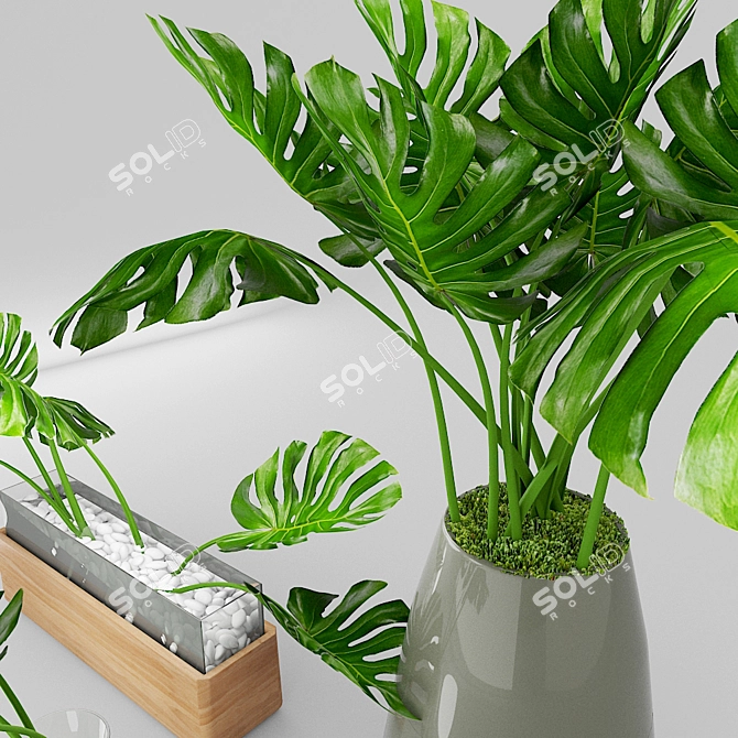 Exotic Oasis: Tropical Plants Collection 3D model image 3