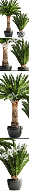 Lush Palm Collection: Phoenix Canariensis 3D model image 2