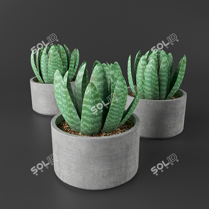 Concrete Succulent Plant Vase 3D model image 1