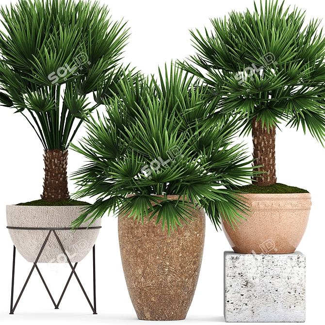  Exquisite Chamaerops Plant Collection 3D model image 1