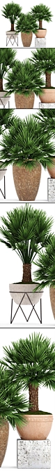  Exquisite Chamaerops Plant Collection 3D model image 2