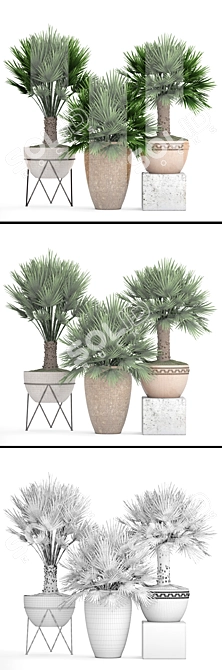  Exquisite Chamaerops Plant Collection 3D model image 3