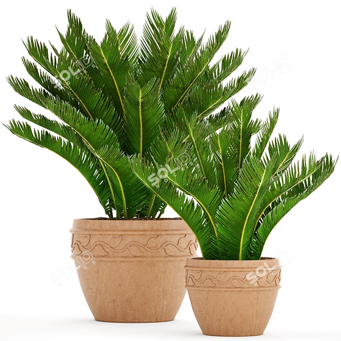 Cycas Collection: Stunning Potted Plants 3D model image 1