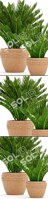 Cycas Collection: Stunning Potted Plants 3D model image 2