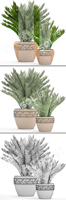Cycas Collection: Stunning Potted Plants 3D model image 3