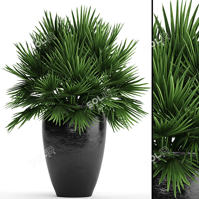 Hardy Chamaerops Palm: Exotic Elegance 3D model image 1