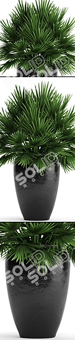 Hardy Chamaerops Palm: Exotic Elegance 3D model image 2