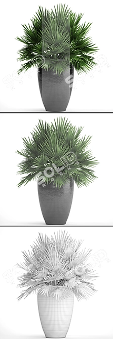 Hardy Chamaerops Palm: Exotic Elegance 3D model image 3