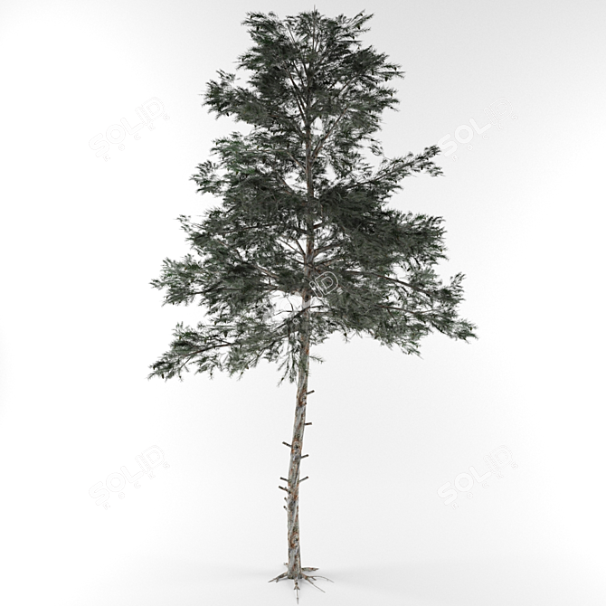 3D Pine Tree Model 3D model image 1