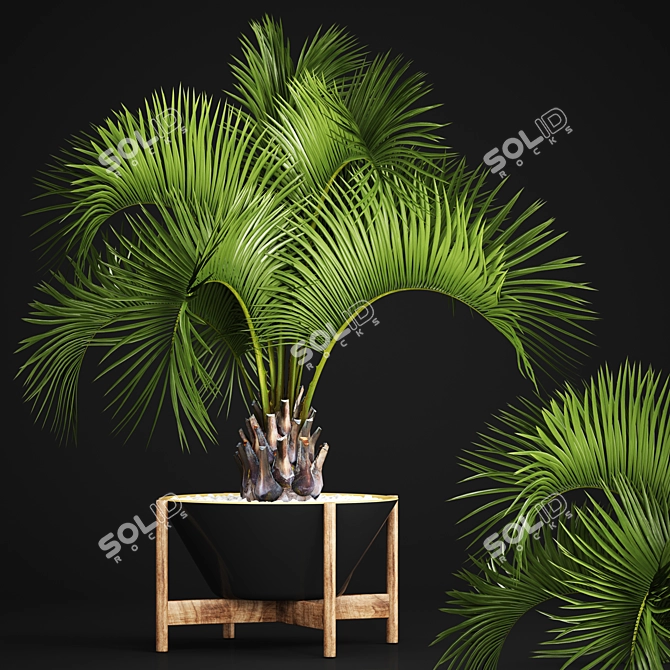 Exotic Butia Palm Tree 3D model image 1