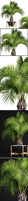 Exotic Butia Palm Tree 3D model image 2