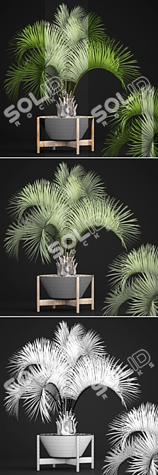 Exotic Butia Palm Tree 3D model image 3