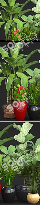 Diverse Tropical Plant Collection 3D model image 2