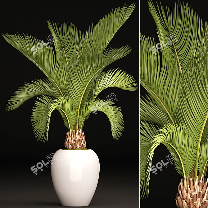 Tropical Elegance: White Pot Palm 3D model image 1