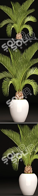 Tropical Elegance: White Pot Palm 3D model image 2