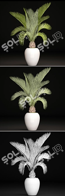 Tropical Elegance: White Pot Palm 3D model image 3